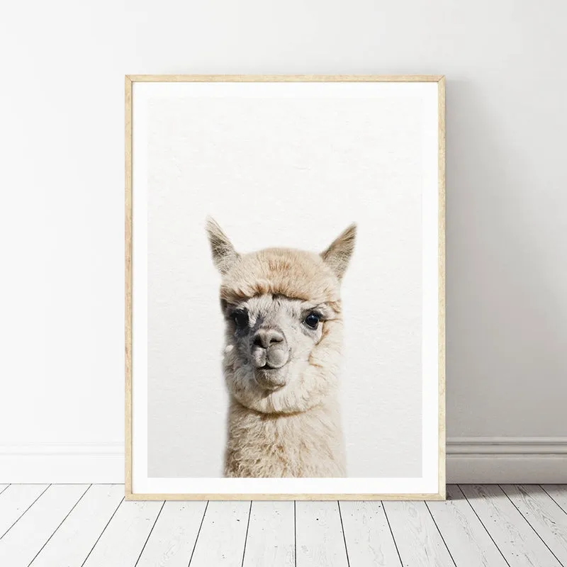 Alpaca Wall Art