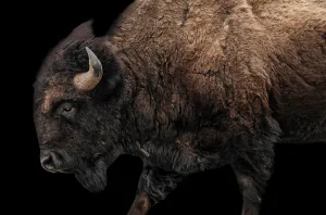 Buffalo on Black I by Adam Mowery