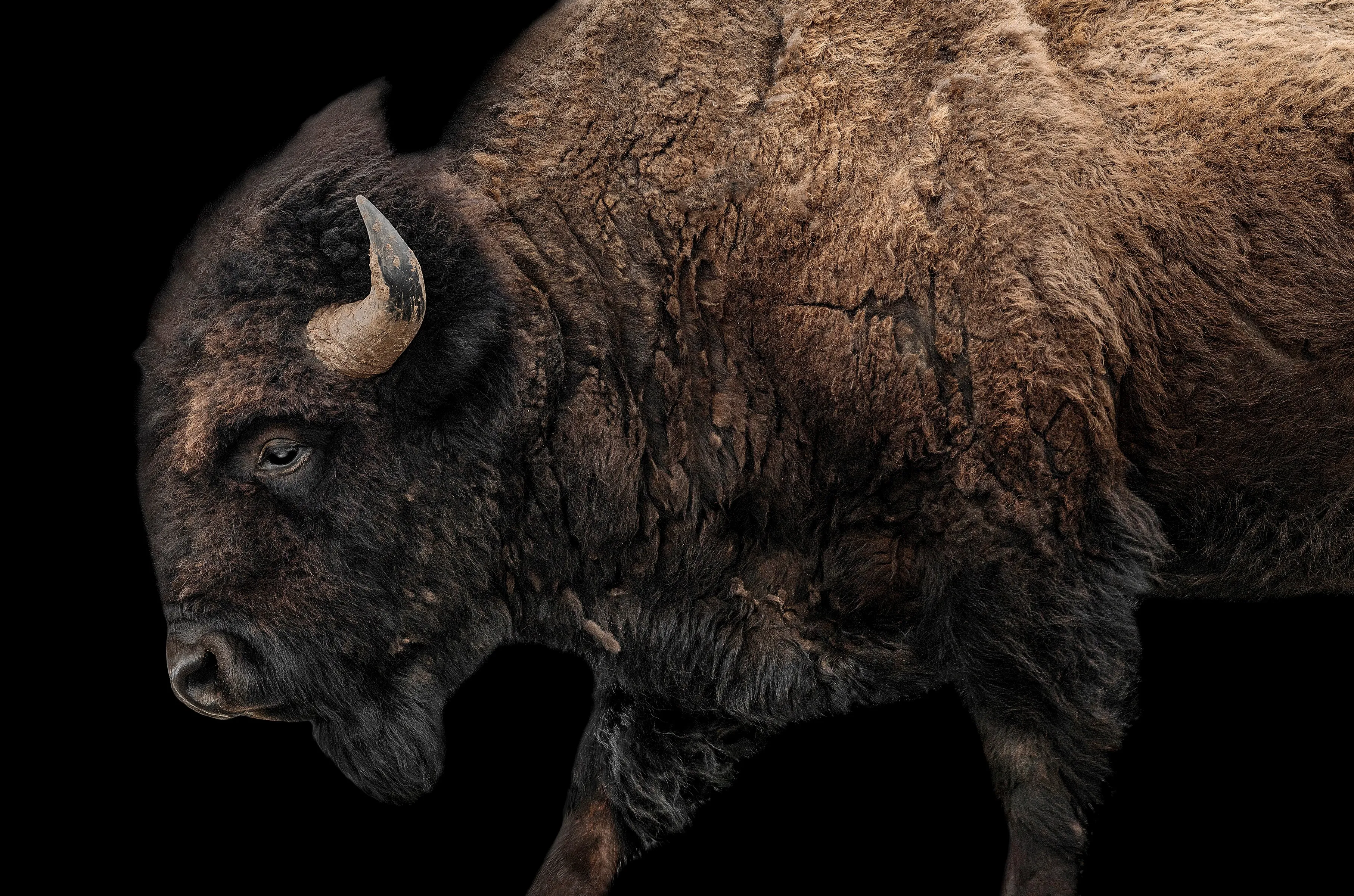 Buffalo on Black I by Adam Mowery