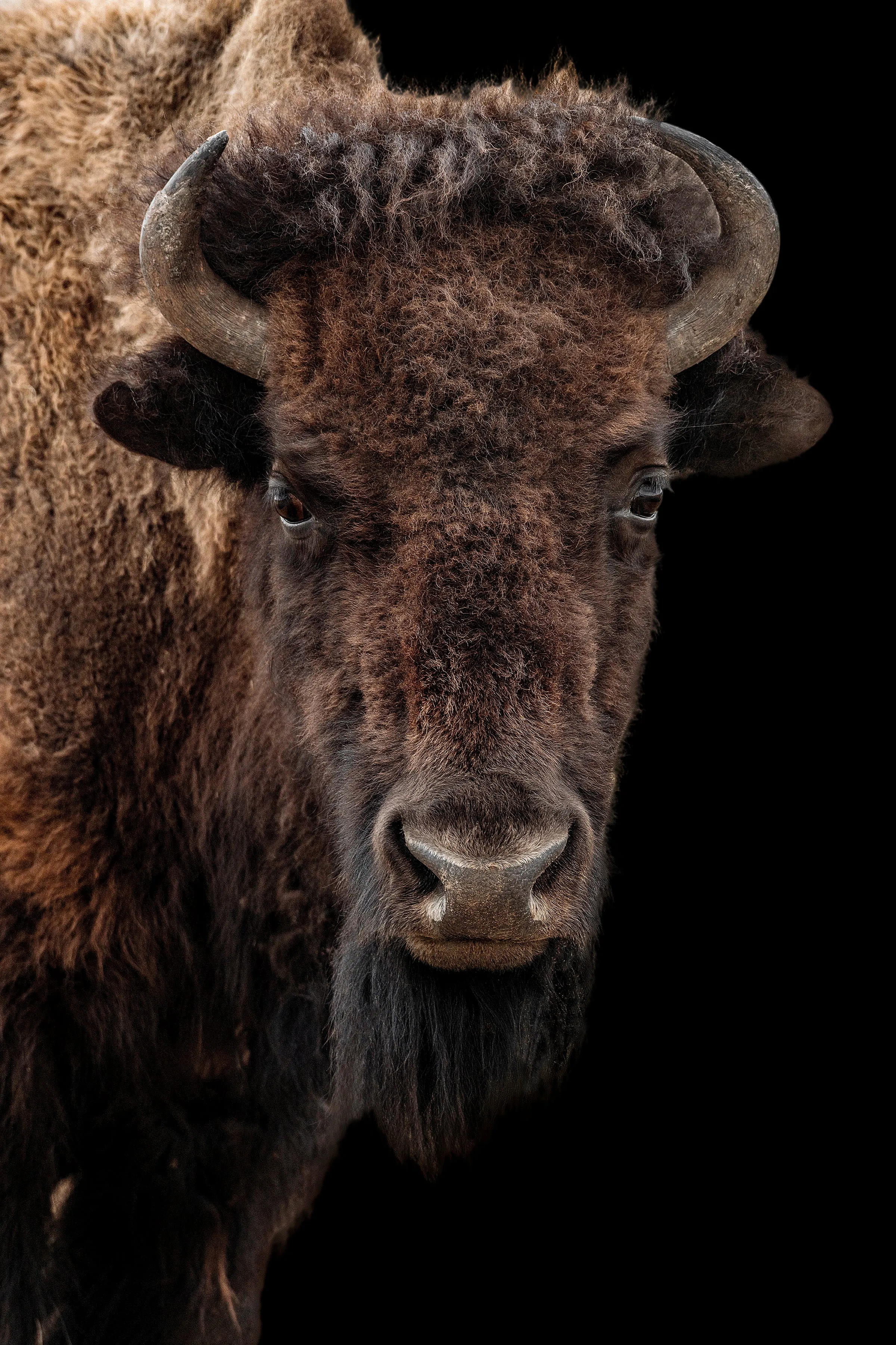 Buffalo on Black III by Adam Mowery