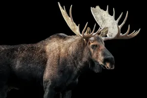 Bull Moose I by Adam Mowery