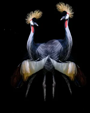 Double Trouble by Mitchell Bloch