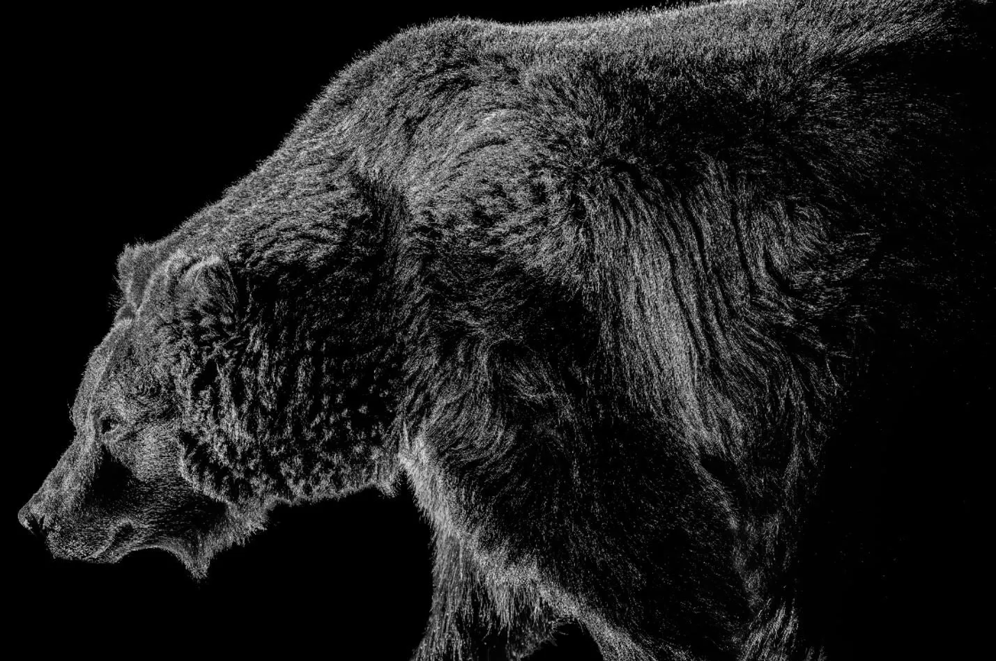 Grizzled 1 B&W by Adam Mowery