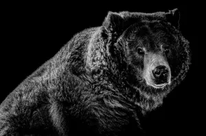 Grizzled 2 B&W by Adam Mowery