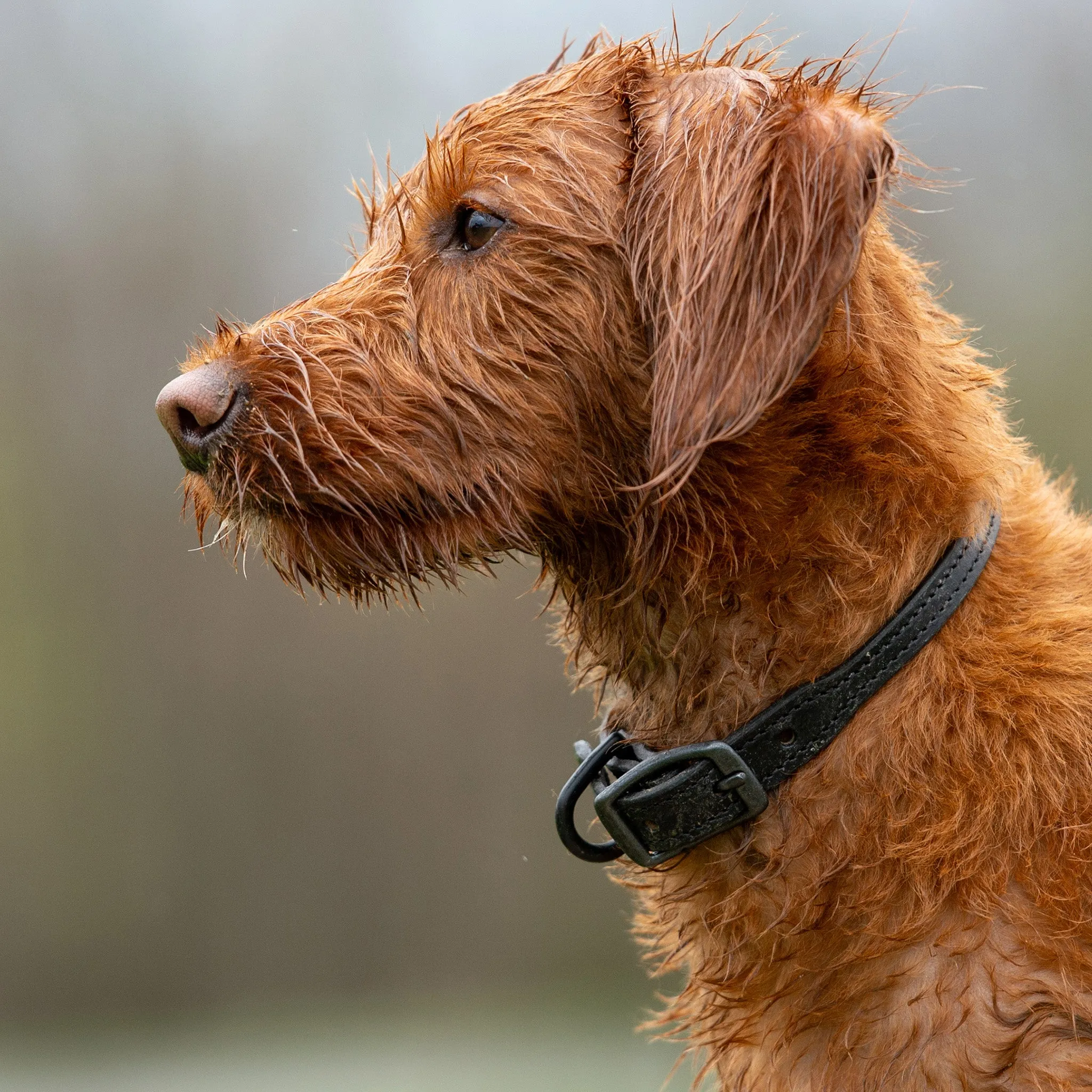 Hybrid Leather Leash