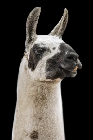 Llama I by Adam Mowery