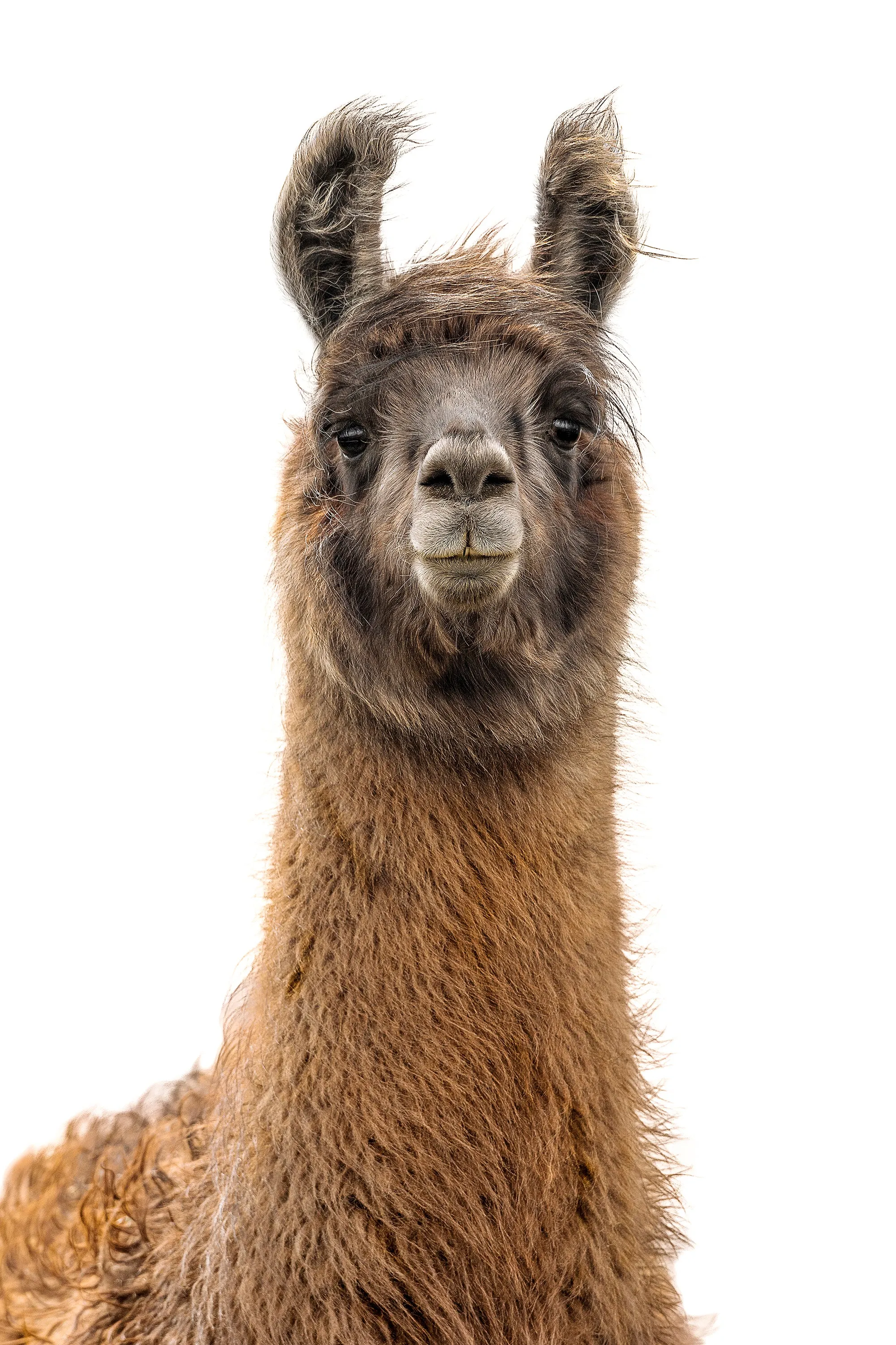 Llama Pack II by Adam Mowery