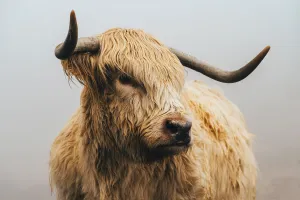 Misty Morning Highlands II by Adam Mowery