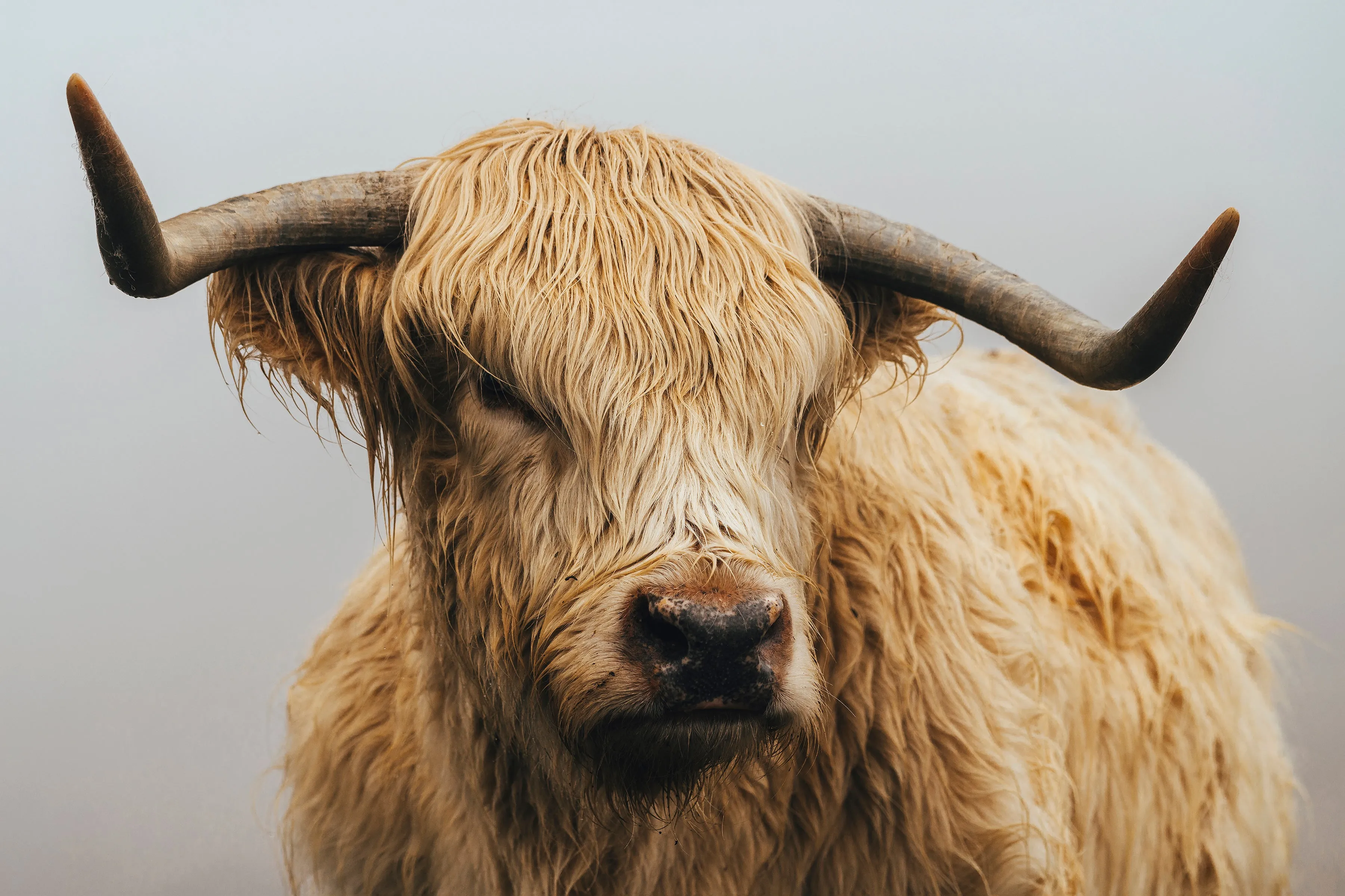 Misty Morning Highlands V by Adam Mowery