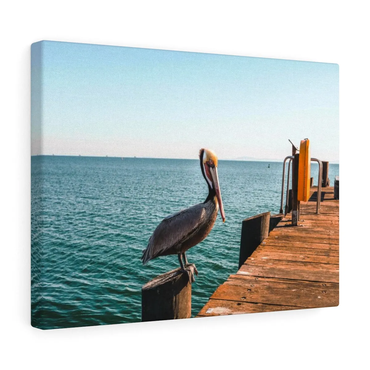 Santa Barbara Pelican Premium Wall Canvas
