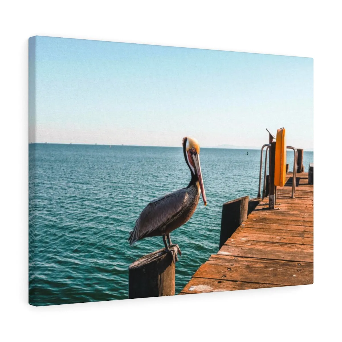 Santa Barbara Pelican Premium Wall Canvas