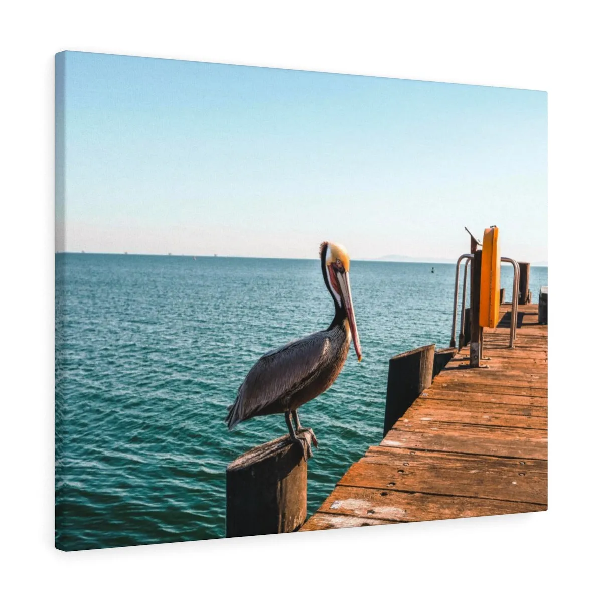 Santa Barbara Pelican Premium Wall Canvas