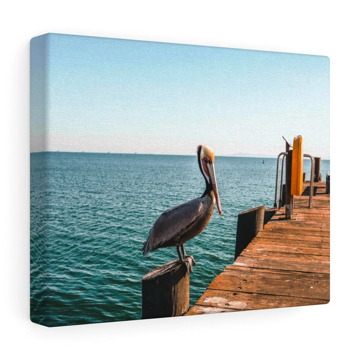 Santa Barbara Pelican Premium Wall Canvas
