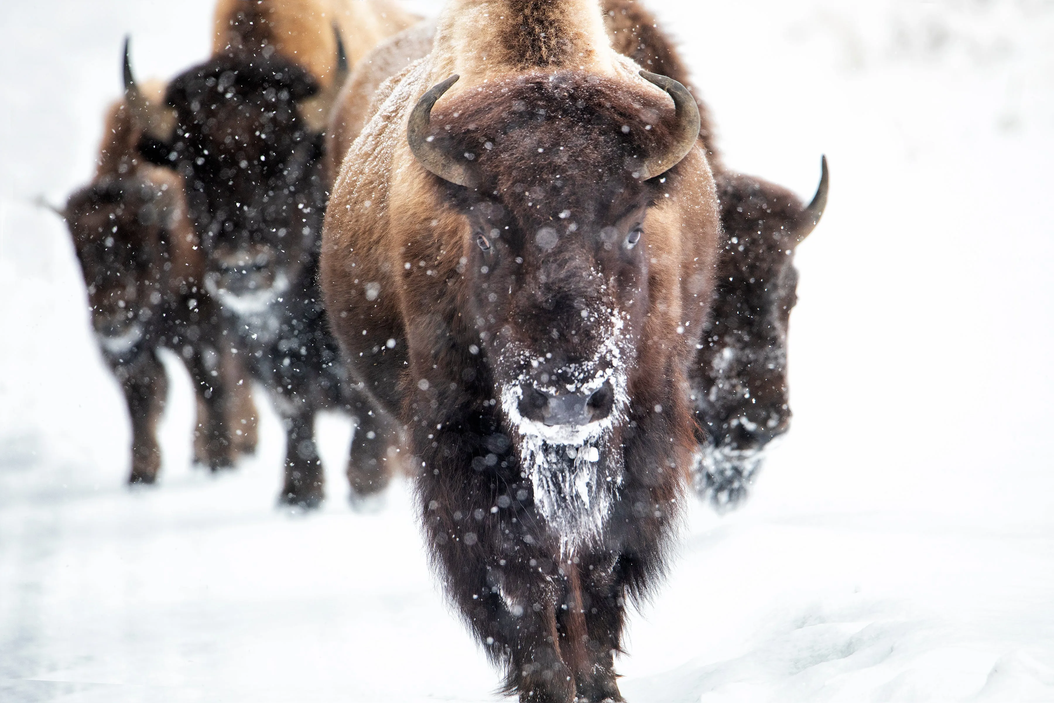Snow Dust by Curt & Stacy Howell