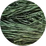 Straw Silk