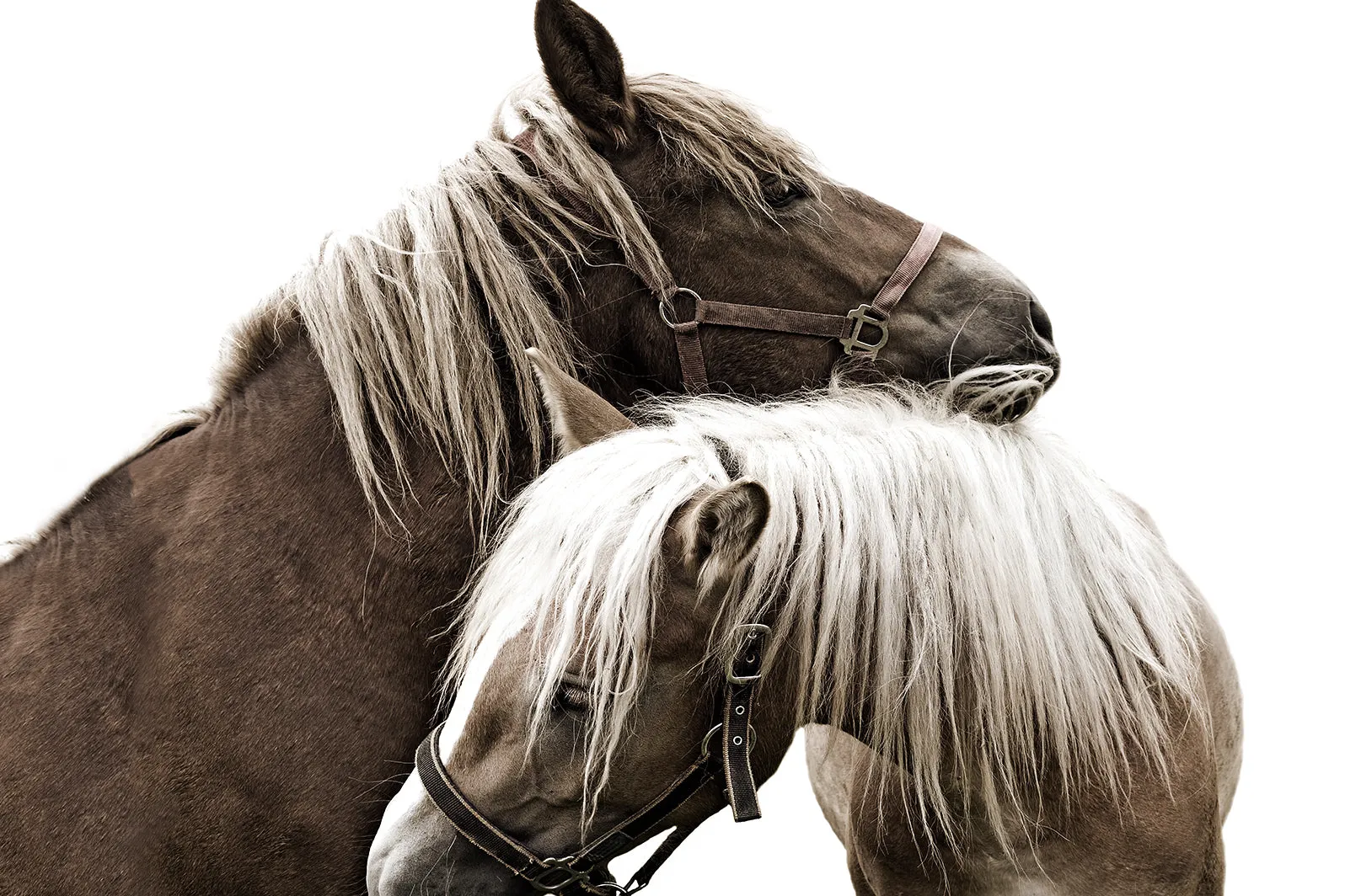 The Endearment by Sofia Fox