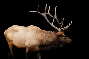 The Rut by Adam Mowery