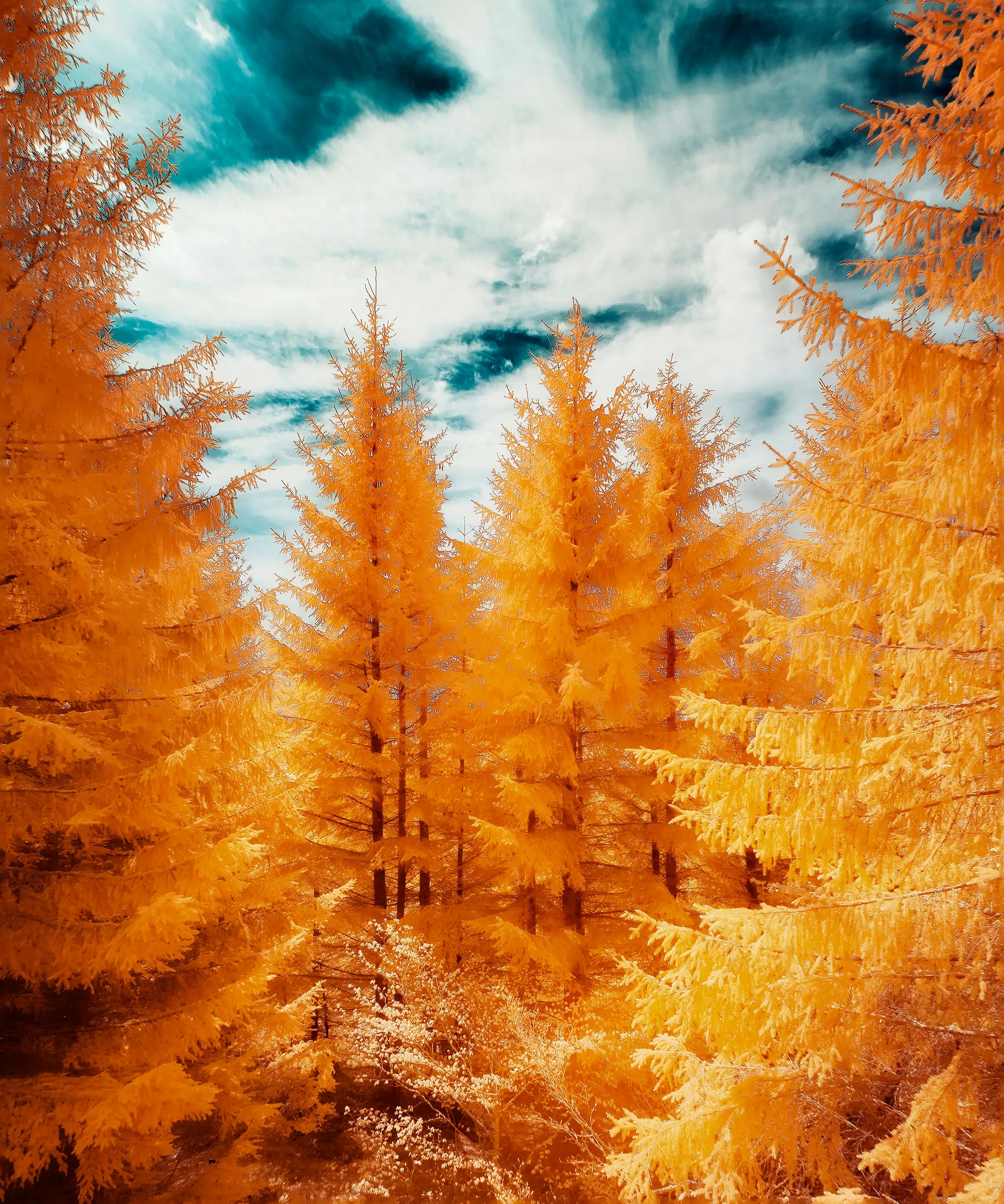 The Yellow Forest by David Keochkerian