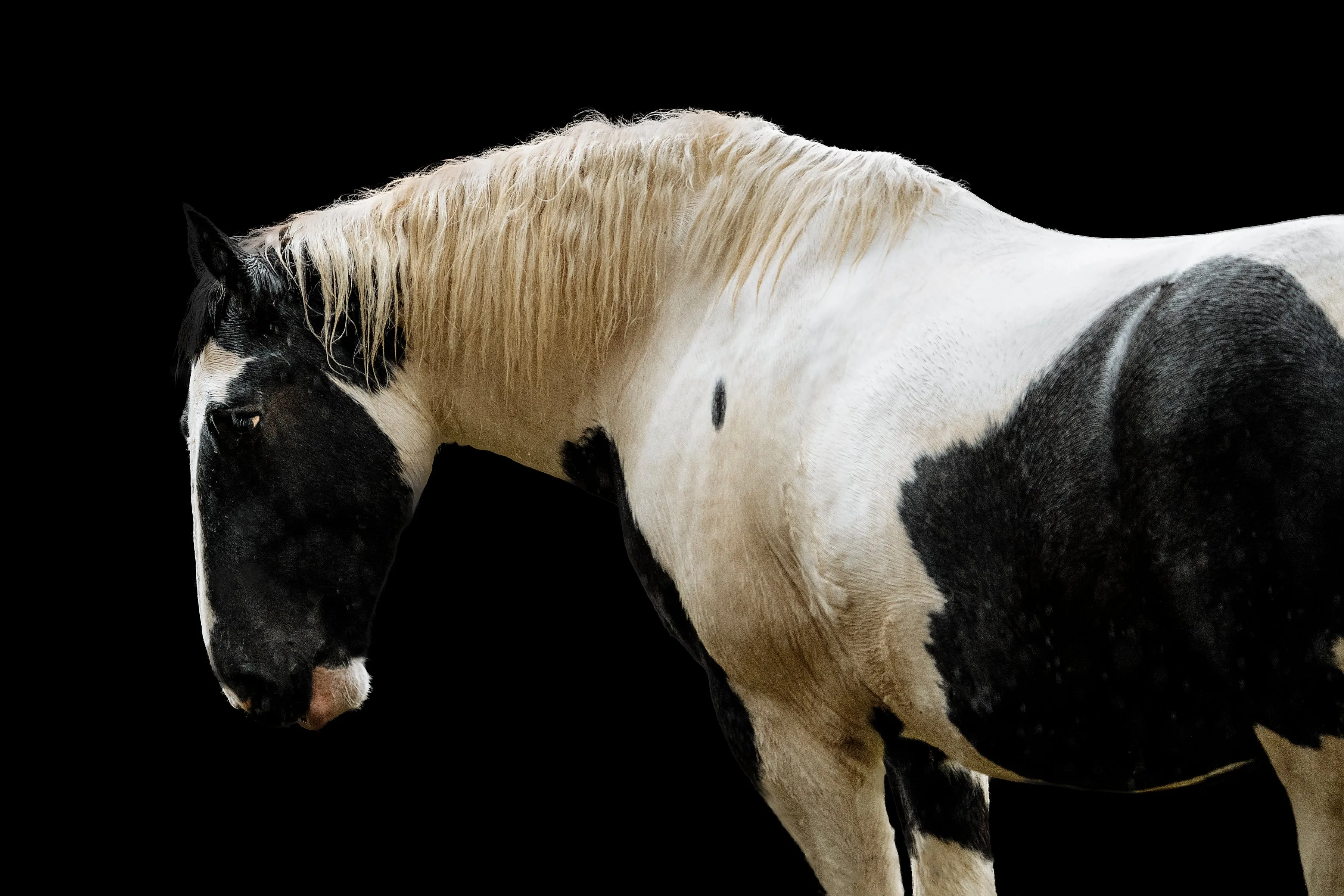Trusted Steed by Adam Mowery
